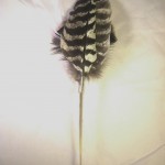 Replacement Lures - Natural Wild Turkey Wing Feather Toys