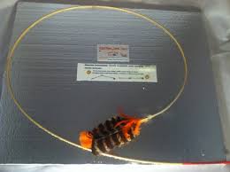 Orange Wild Turkey Wing Feather Toy
