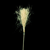 Vegan Raffia Grass Toy