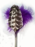 Purple Wild Turkey Wing Feather Toy